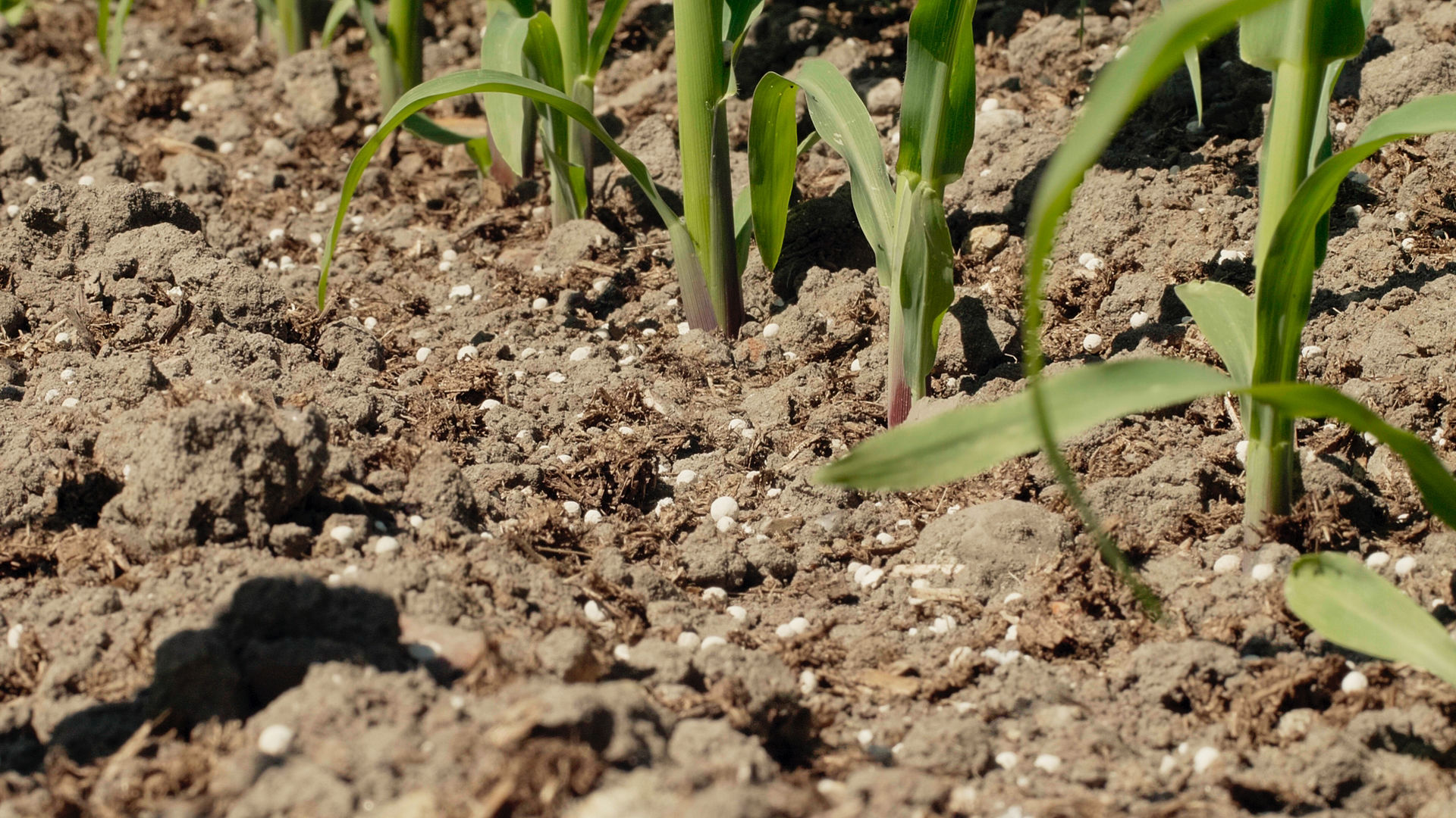 Calciprill pellets applied to corn crop 