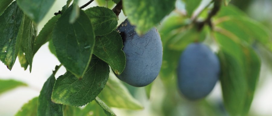 Steinobst Zwetschgen