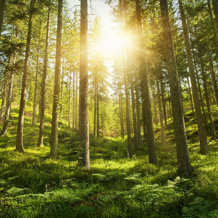Sunlight in the green forest