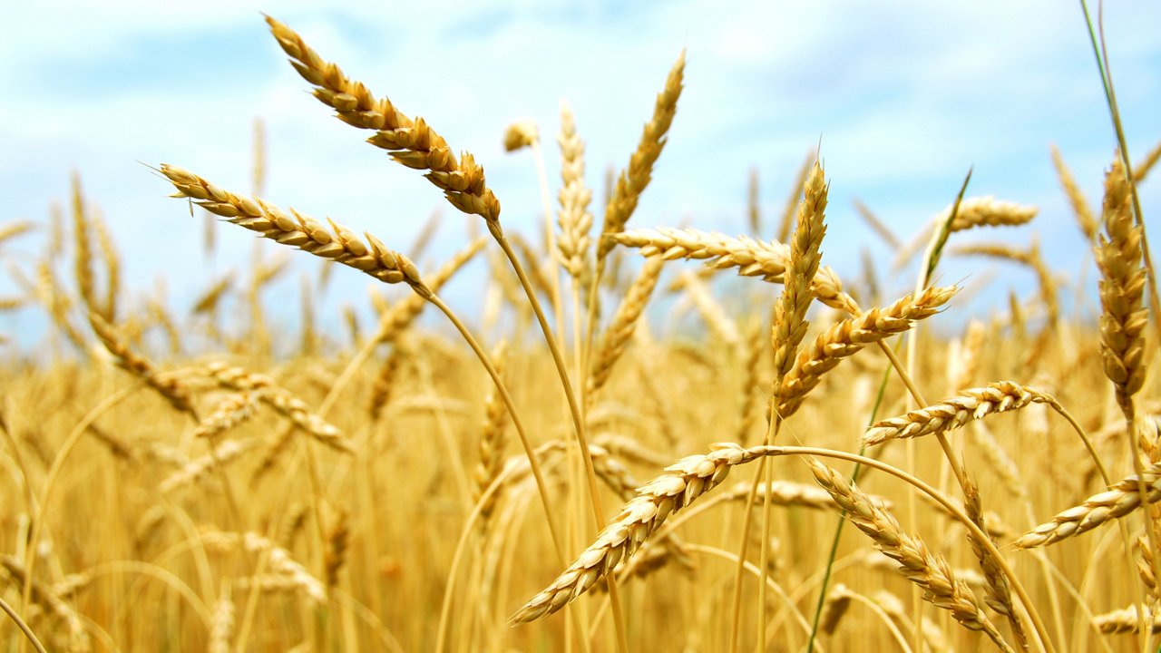 Cereals close-up picture