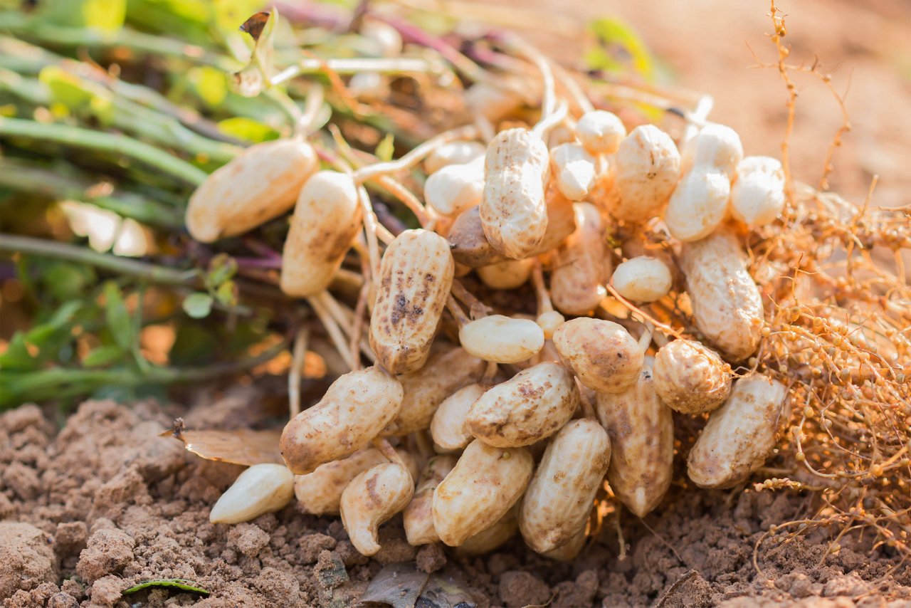 fresh peanuts plants with roots.; Shutterstock ID 385693225; purchase_order: CES; job: ; client: ; other: 