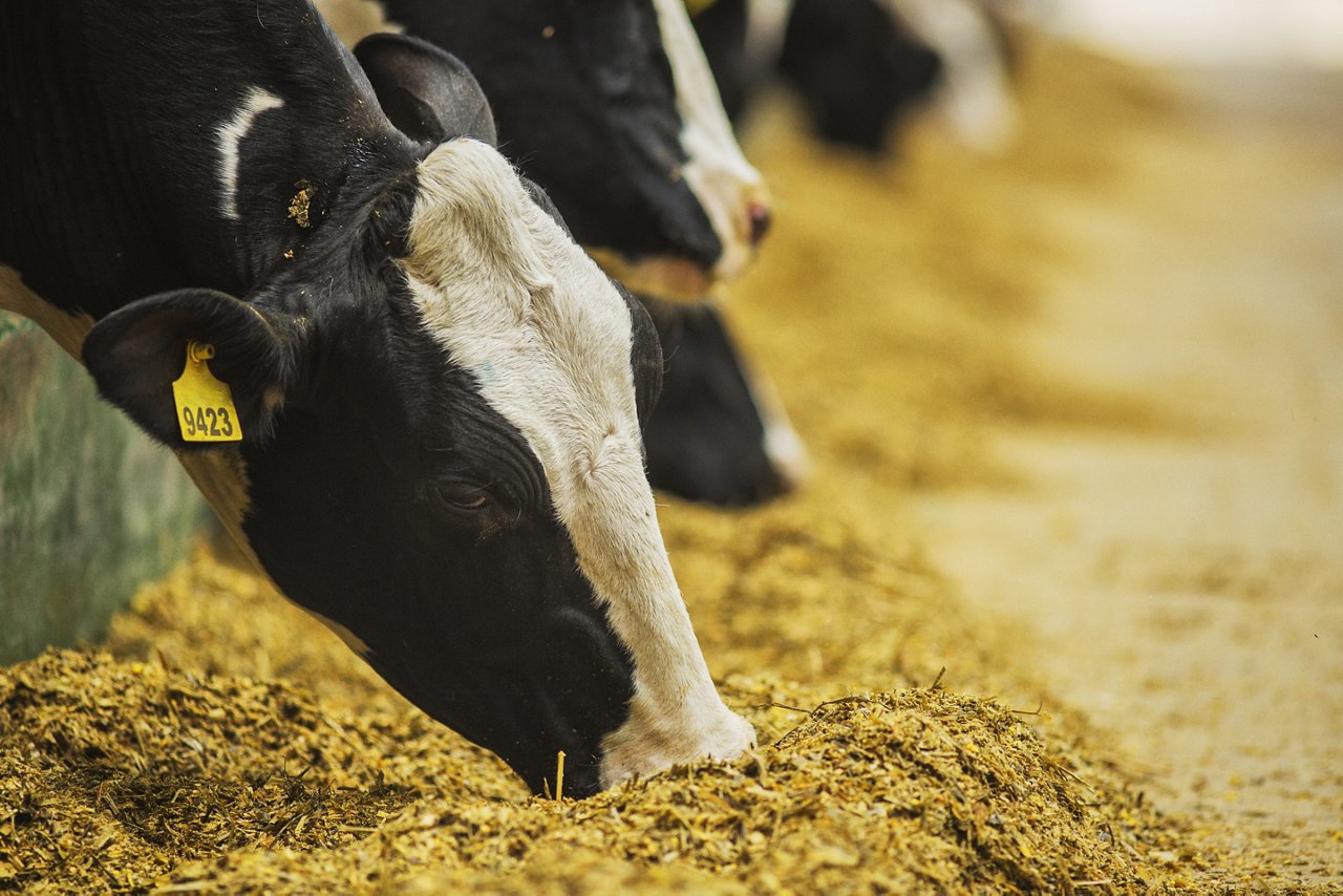 Modern farm cowshed. Milking cows.  
Cows eating lucerne hay.
Swinging brush helps keep cows healthy.; Shutterstock ID 687319192; purchase_order: EVS Tech Brochure Omyafeed C MgO; job: EVS Tech Brochure Omyafeed C MgO; client: ; other: 