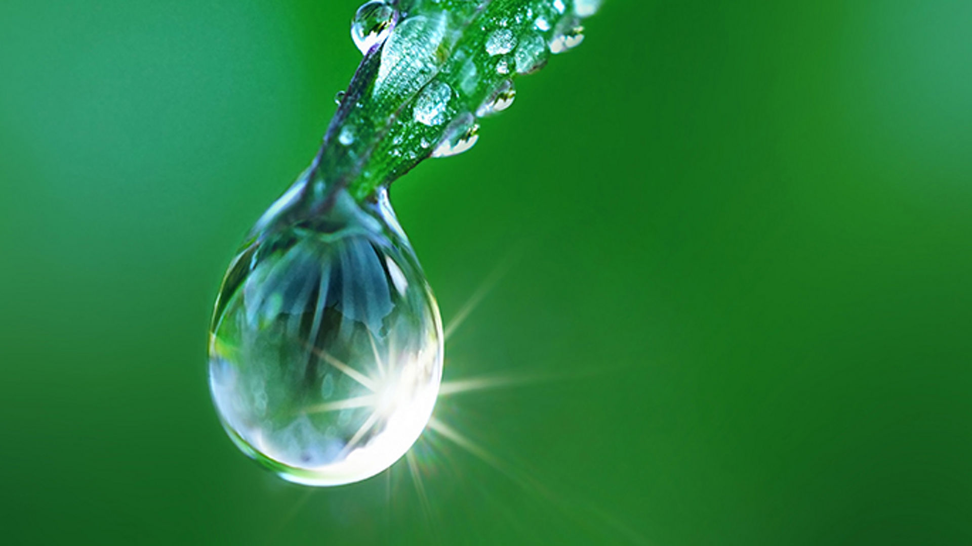 Beautiful water drop on grass sparkles in the sunlight on nature close-up macro. Fresh juicy green grass in droplets of morning dew outdoors.