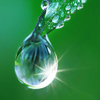Beautiful water drop on grass sparkles in the sunlight on nature close-up macro. Fresh juicy green grass in droplets of morning dew outdoors.