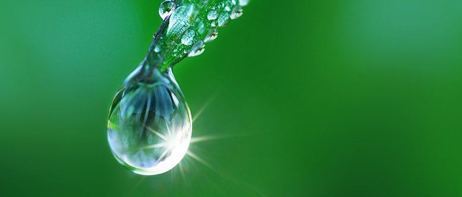 Beautiful water drop on grass sparkles in the sunlight on nature close-up macro. Fresh juicy green grass in droplets of morning dew outdoors.
