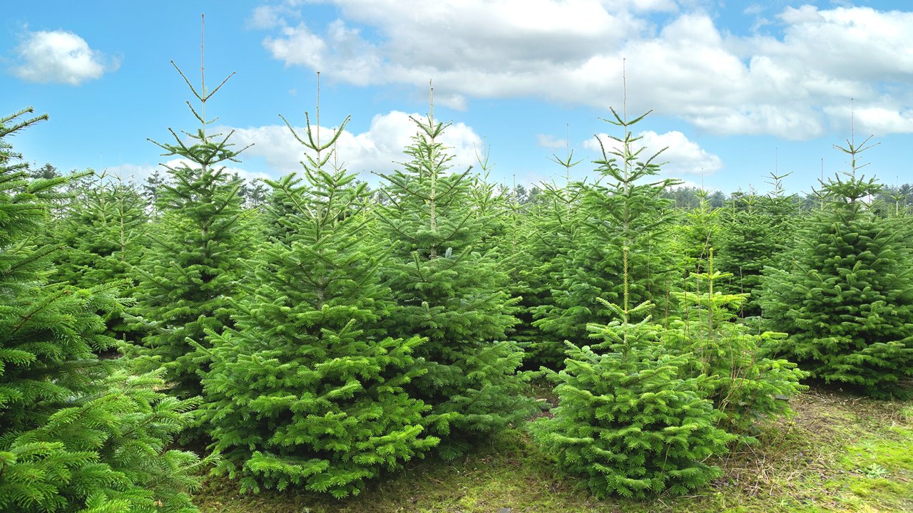 Weihnachtsbäume_hero