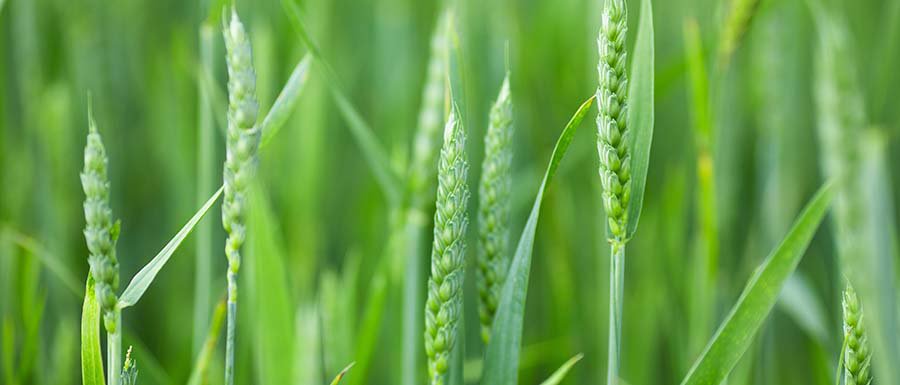 Weizen_gruen_Pixxaro