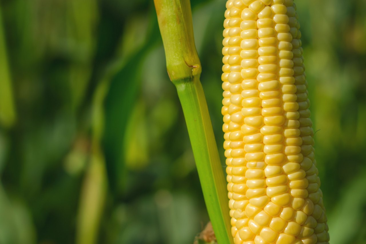 corn plant focus