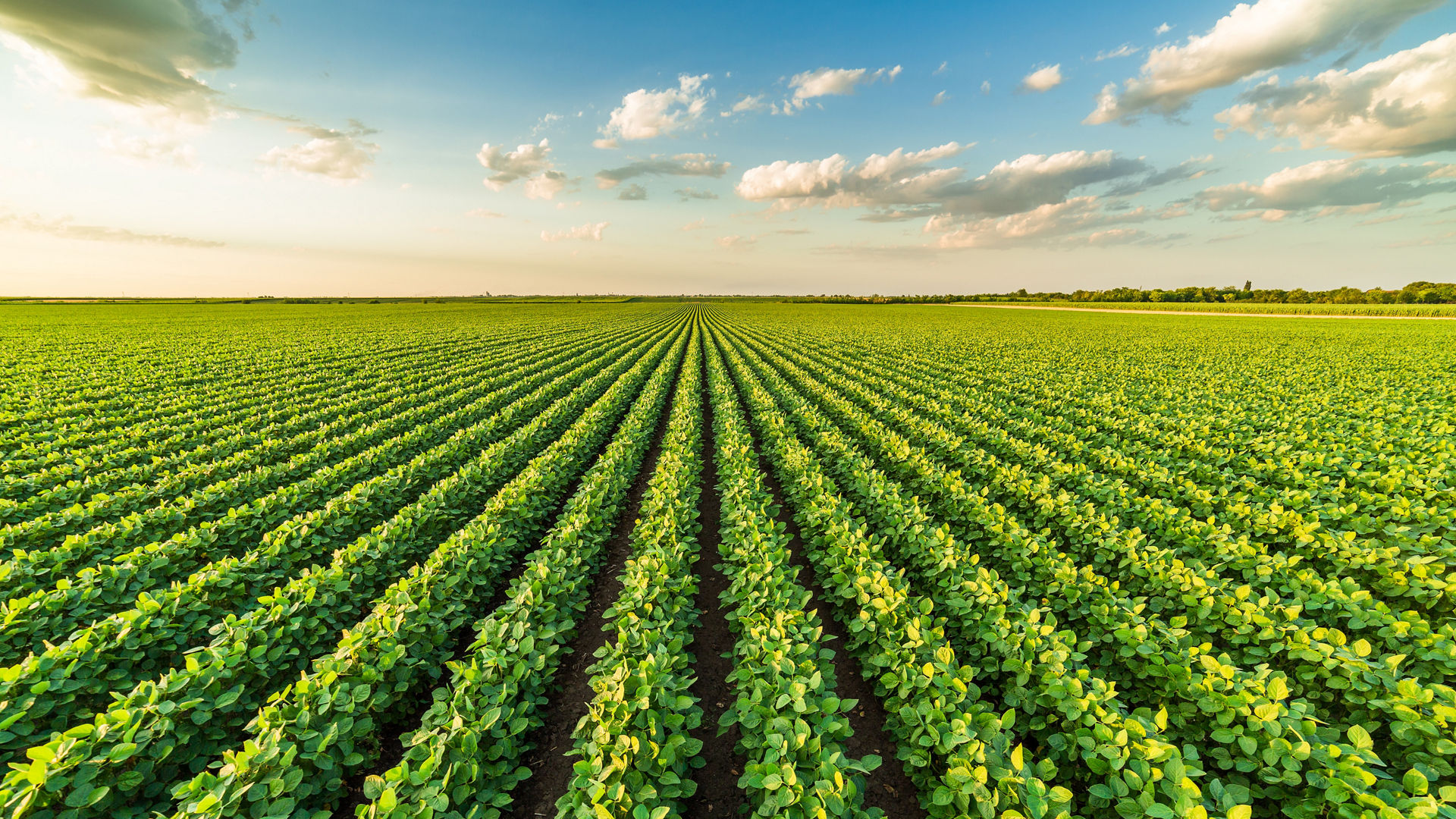 Green ripening soybean field, agricultural landscape; Shutterstock ID 1061717603; purchase_order: EVS; job: EVS; client: EVS; other: EVS