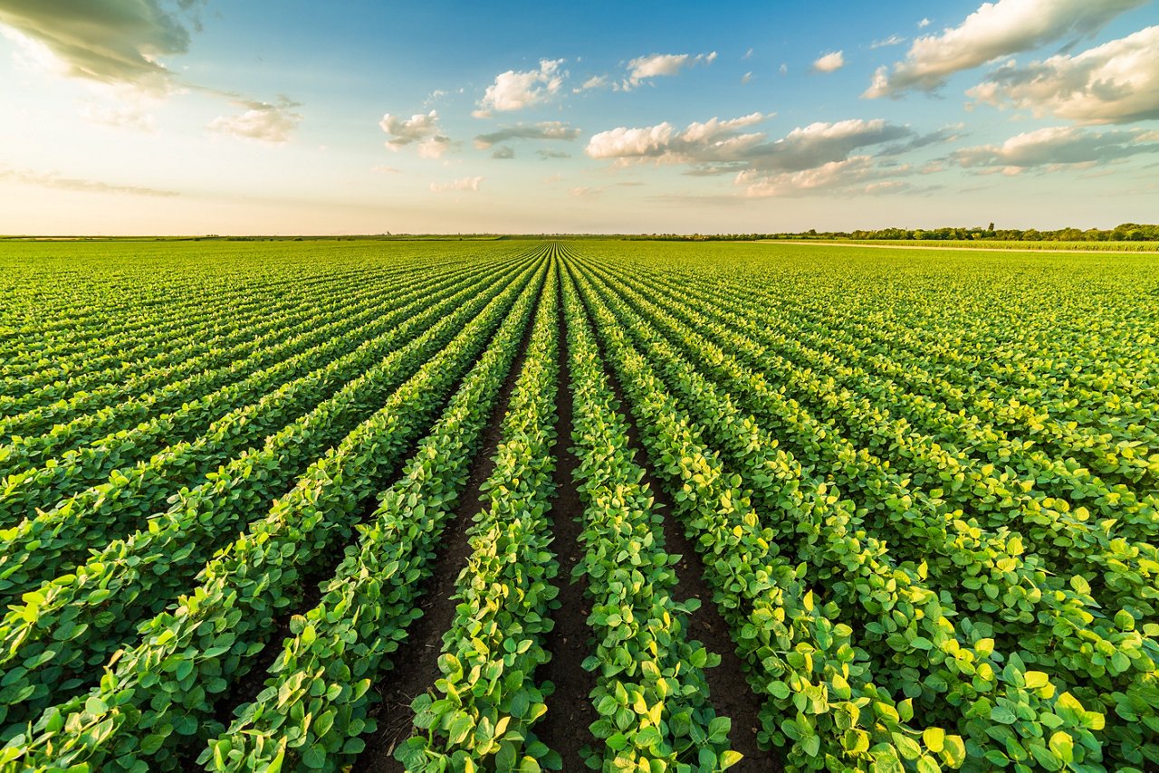 Green ripening soybean field, agricultural landscape; Shutterstock ID 1061717603; purchase_order: EVS; job: EVS; client: EVS; other: EVS