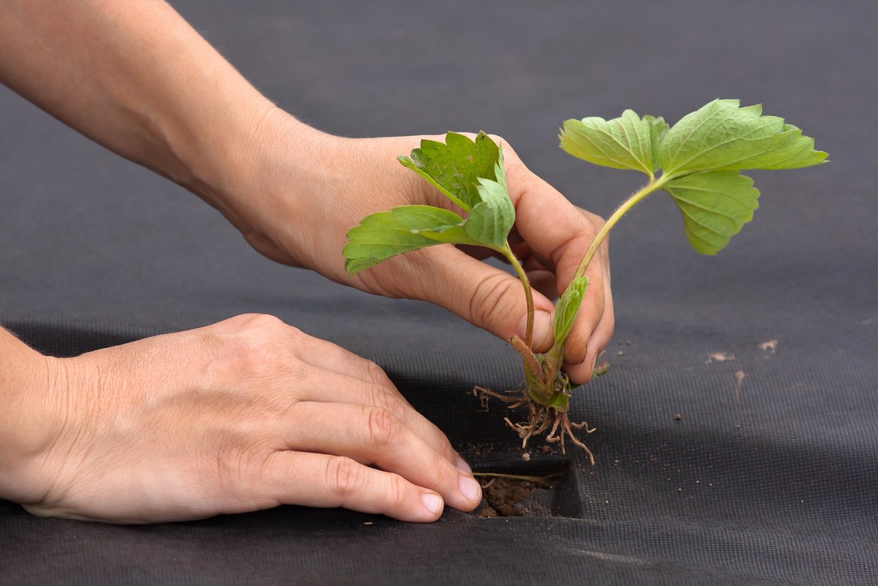 hands with strawberry seedling ready to planting
