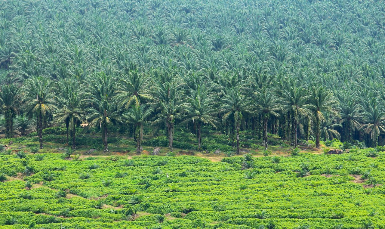 Oil palm trees in plantation; Shutterstock ID 145953959; purchase_order: CORP; job: Indonesia country landing page; client: ; other: 