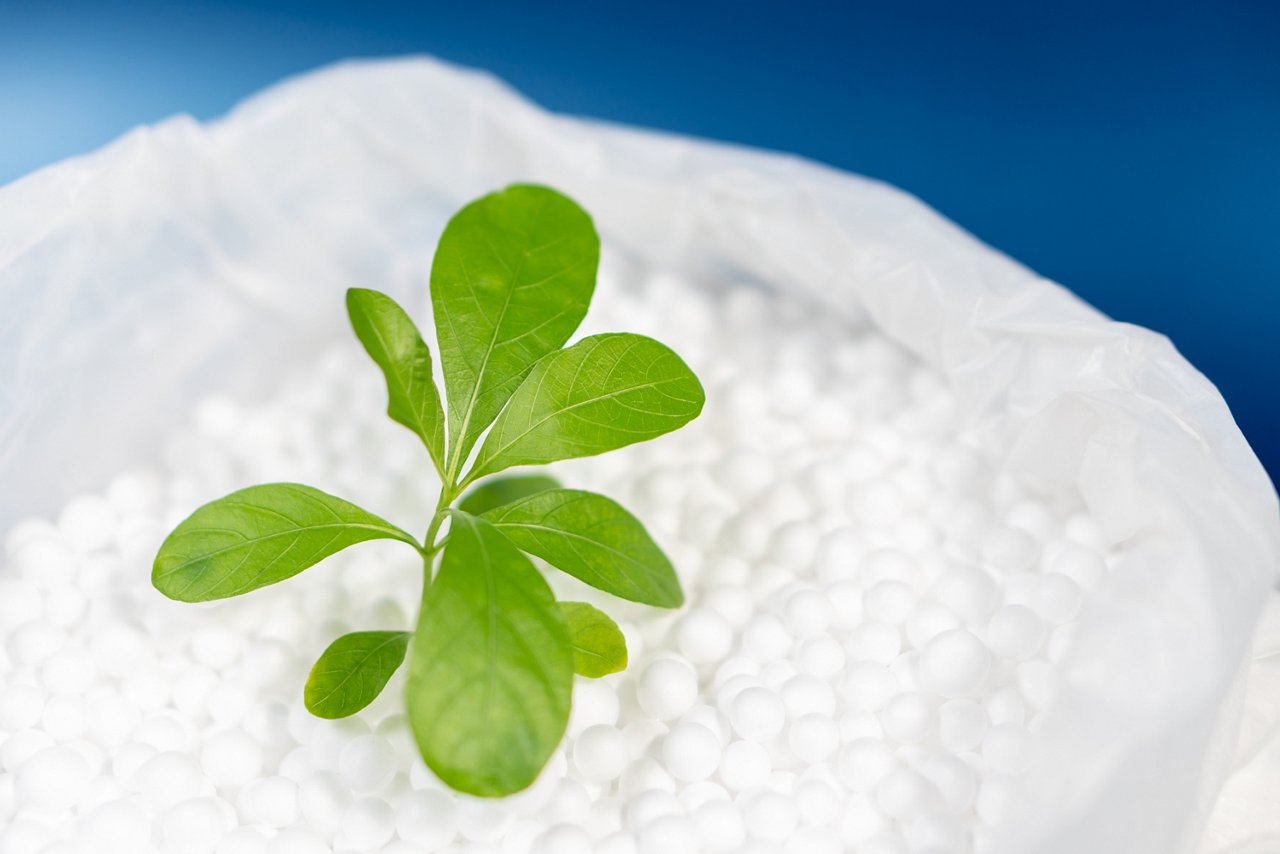 Green leaves plant growing on polystyrene foam beads in plastic bag with vibrant blue background, Environment friendly concept; Shutterstock ID 1592663014; purchase_order: POL_Website_Masterbatches; job: ; client: ; other: 