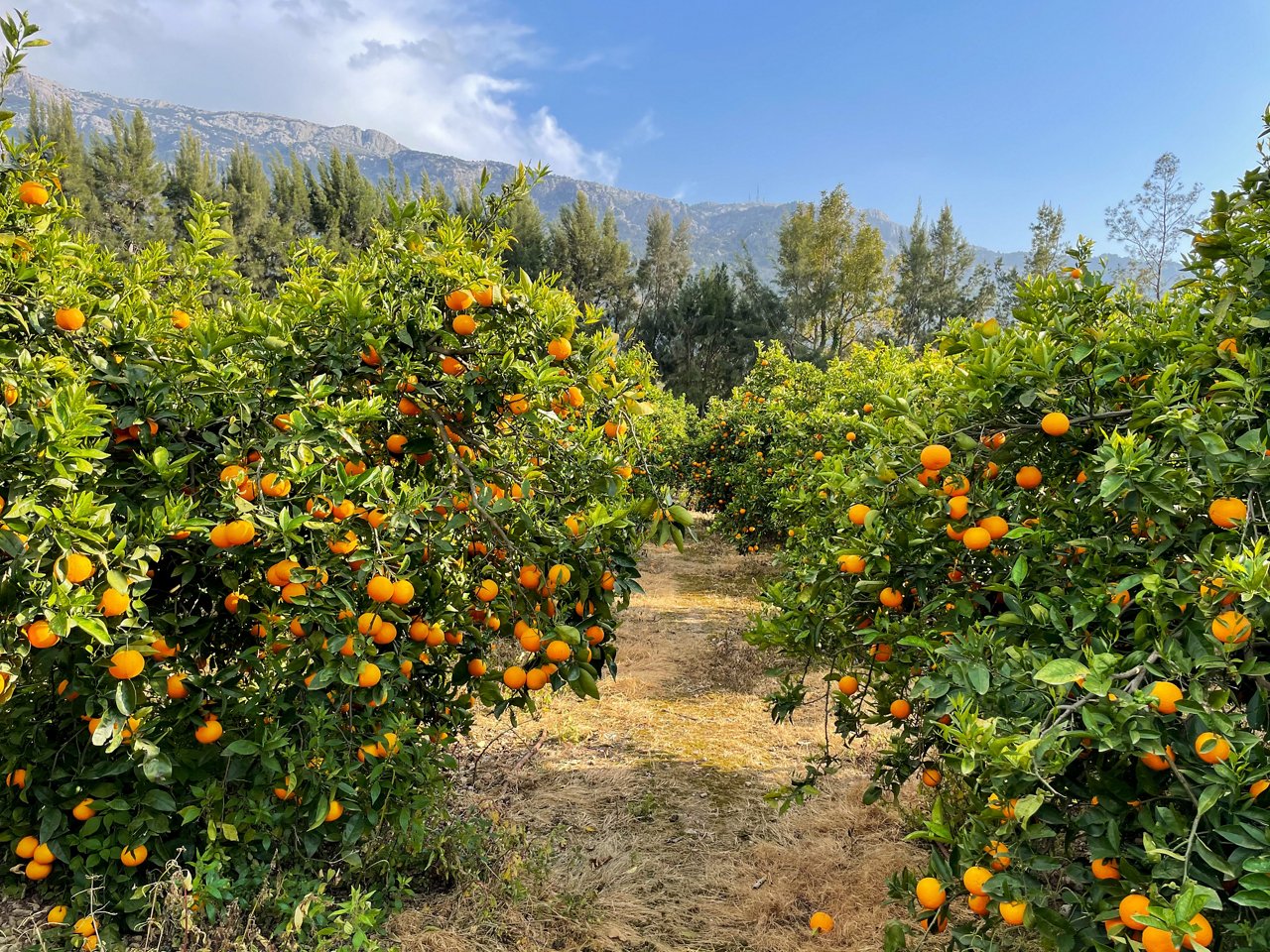 Stunning view of orange trees with bright ripe orange fruits on citrus plantation in Sóller on Majorca island; Shutterstock ID 1961293879; purchase_order: EVS; job: EVS; client: EVS; other: EVS
1961293879