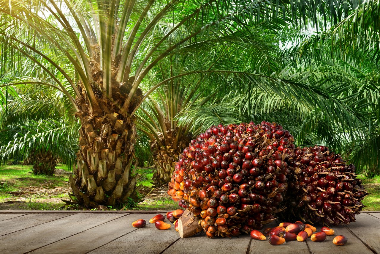 Oil Palm fruits with palm plantation Malaysia agriculture