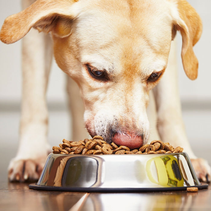 Hungry labrador retriever is feeding at home.; Shutterstock ID 339676409; Purchase Order: Product Offer Pet Food Hamb; Job: ; Client/Licensee: ; Other: 
