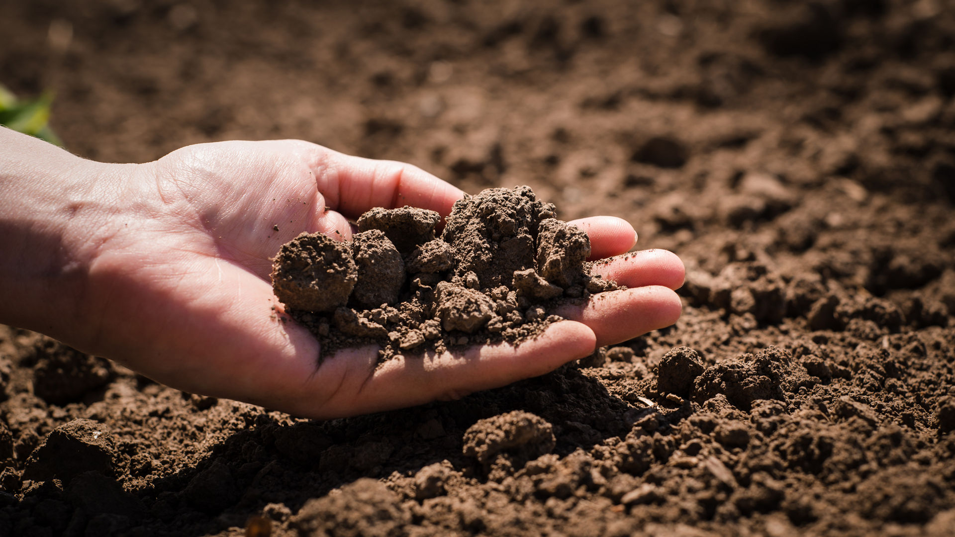 Hand holding cultivated soil