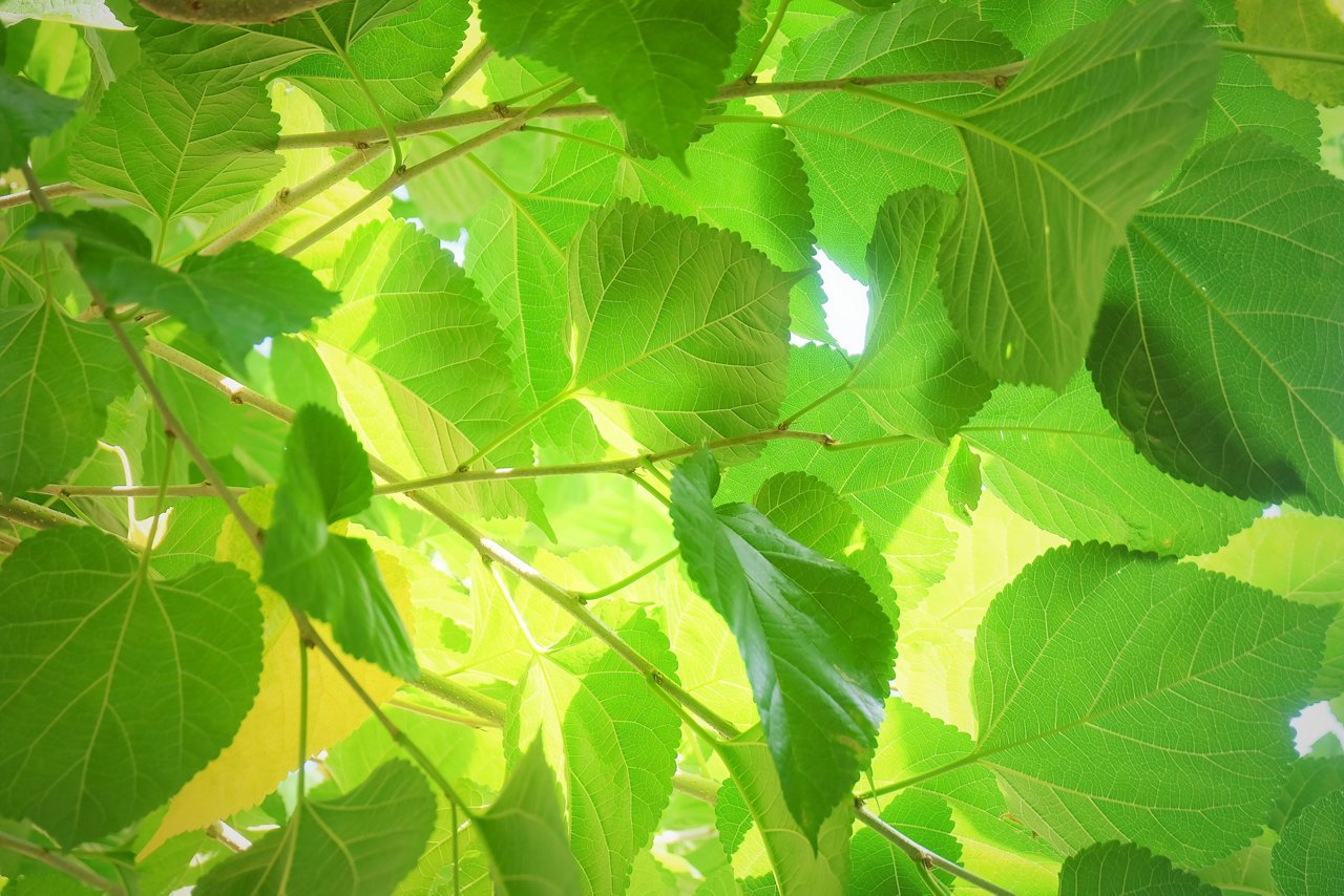Fresh green banana leaves as background, closeup; Shutterstock ID 2555826289; purchase_order: Life Science; job: Life Science; client: Life Science; other: Life Science
